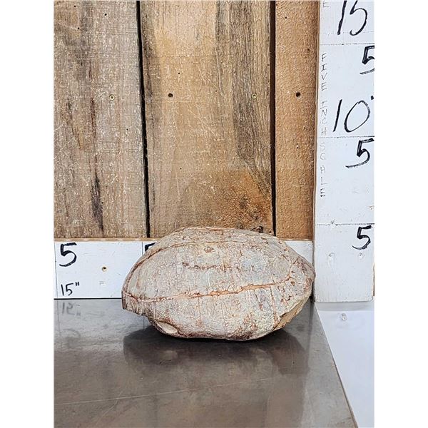 NICE Fossilized Tortoise Shell