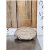 Image 1 : NICE Fossilized Tortoise Shell