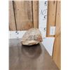 Image 2 : NICE Fossilized Tortoise Shell