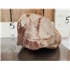 Image 3 : NICE Fossilized Tortoise Shell