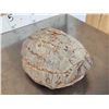 Image 4 : NICE Fossilized Tortoise Shell