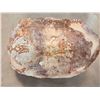 Image 5 : NICE Fossilized Tortoise Shell