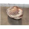 Image 6 : NICE Fossilized Tortoise Shell