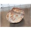 Image 7 : NICE Fossilized Tortoise Shell