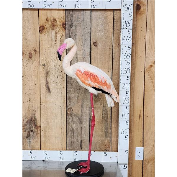 Chilean Flamingo Full Body Bird Taxidermy