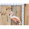 Image 3 : Chilean Flamingo Full Body Bird Taxidermy