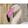 Image 4 : Chilean Flamingo Full Body Bird Taxidermy