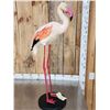 Image 6 : Chilean Flamingo Full Body Bird Taxidermy