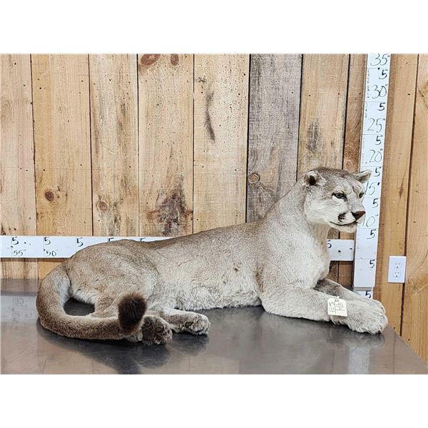 Big Mountain Lion Cougar Full Body Taxidermy Mount
