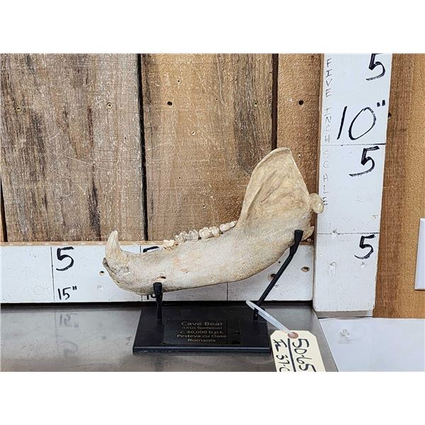 RARE Partially Fossilized Ancient Cave Bear Jaw Section