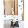Image 3 : RARE Partially Fossilized Ancient Cave Bear Jaw Section