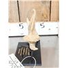 Image 6 : RARE Partially Fossilized Ancient Cave Bear Jaw Section