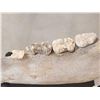 Image 7 : RARE Partially Fossilized Ancient Cave Bear Jaw Section