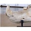 Image 8 : RARE Partially Fossilized Ancient Cave Bear Jaw Section