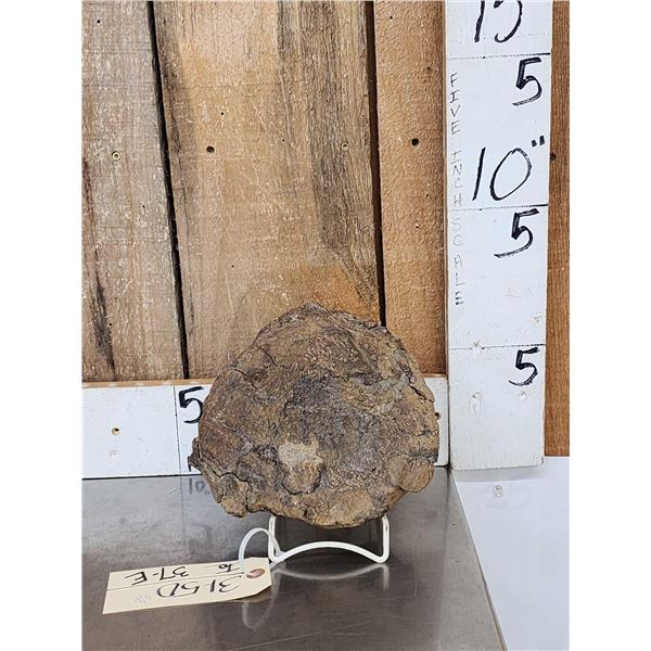 Large Sauropod Fossilized Vertebrae