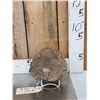 Image 1 : Large Sauropod Fossilized Vertebrae