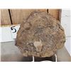 Image 2 : Large Sauropod Fossilized Vertebrae