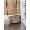 Image 6 : Large Sauropod Fossilized Vertebrae