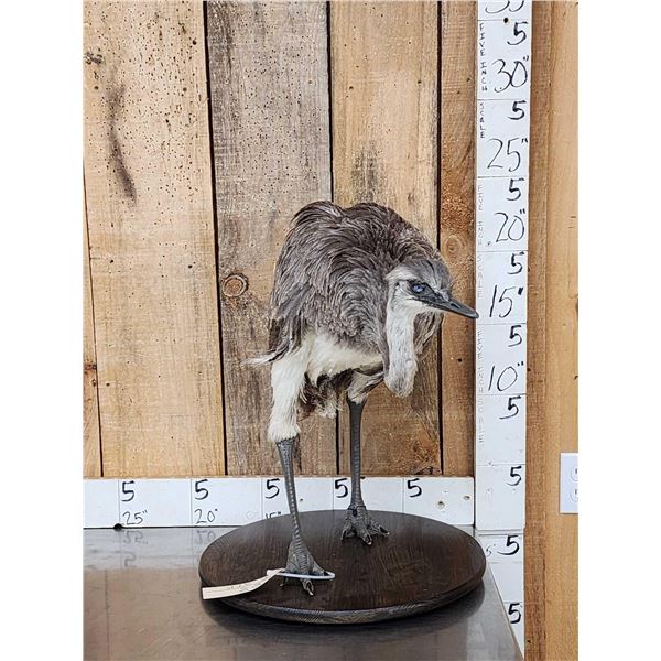 Juvenile Rhea Full Body Bird Taxidermy
