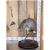 Image 2 : Juvenile Rhea Full Body Bird Taxidermy