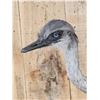 Image 3 : Juvenile Rhea Full Body Bird Taxidermy