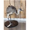 Image 4 : Juvenile Rhea Full Body Bird Taxidermy