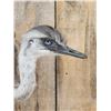 Image 5 : Juvenile Rhea Full Body Bird Taxidermy