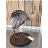 Image 6 : Juvenile Rhea Full Body Bird Taxidermy