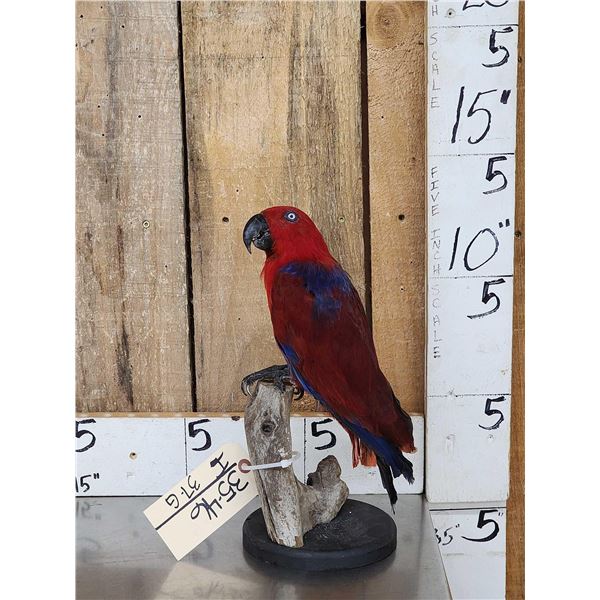 Female Eclectus Parrot Full Body Bird Taxidermy