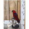 Image 1 : Female Eclectus Parrot Full Body Bird Taxidermy
