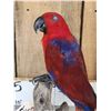 Image 2 : Female Eclectus Parrot Full Body Bird Taxidermy