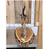 Image 8 : 4 Fossilized Maiasaura Dinosaur Vertebrae On Display Stand