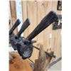 Image 9 : 4 Fossilized Maiasaura Dinosaur Vertebrae On Display Stand