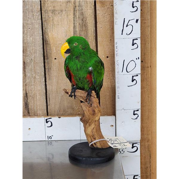 Male Eclectus Parrot Full Body Bird Taxidermy