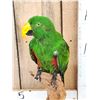 Image 2 : Male Eclectus Parrot Full Body Bird Taxidermy