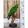 Image 3 : Male Eclectus Parrot Full Body Bird Taxidermy
