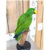 Image 4 : Male Eclectus Parrot Full Body Bird Taxidermy