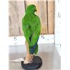 Image 5 : Male Eclectus Parrot Full Body Bird Taxidermy