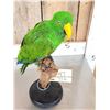 Image 6 : Male Eclectus Parrot Full Body Bird Taxidermy