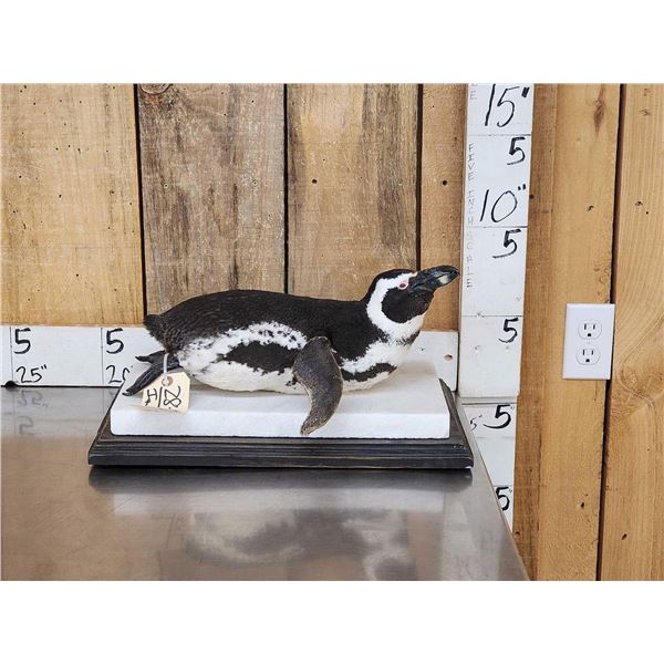 Magellanic Penguin Full Body Bird Taxidermy