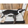 Image 2 : Magellanic Penguin Full Body Bird Taxidermy