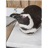 Image 4 : Magellanic Penguin Full Body Bird Taxidermy
