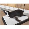 Image 5 : Magellanic Penguin Full Body Bird Taxidermy