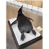 Image 6 : Magellanic Penguin Full Body Bird Taxidermy
