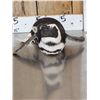 Image 7 : Magellanic Penguin Full Body Bird Taxidermy