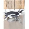 Image 8 : Magellanic Penguin Full Body Bird Taxidermy