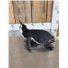Image 9 : Magellanic Penguin Full Body Bird Taxidermy