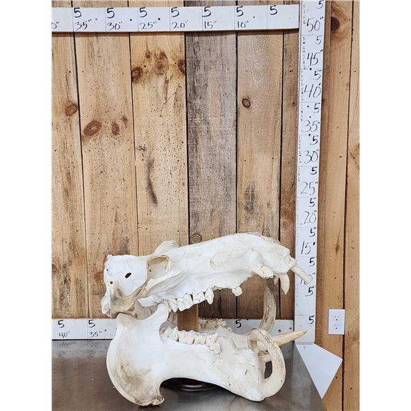 Deformed Hippopotamus Skull Taxidermy