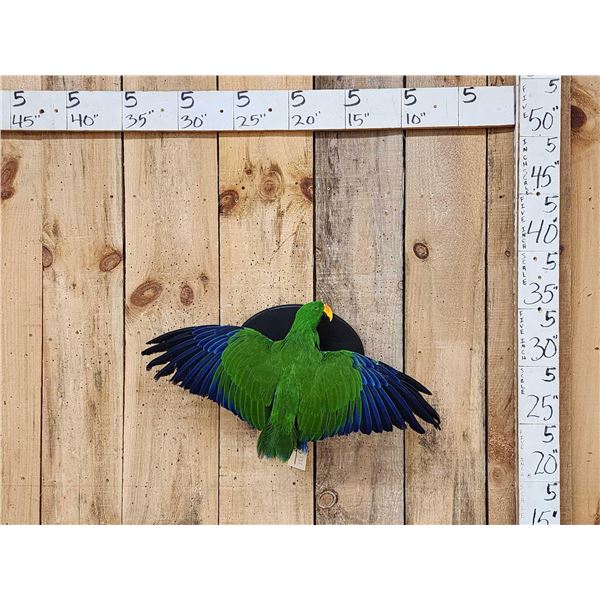 Male Eclectus Parrot In Flight Bird Taxidermy