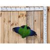 Image 1 : Male Eclectus Parrot In Flight Bird Taxidermy